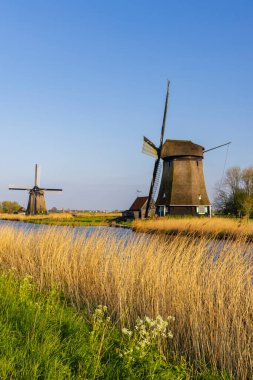 Kuzey Hollanda 'da tarihi yel değirmenleri, dingin bir kanal ve canlı bitki örtüsünün yer aldığı pitoresk Hollanda manzarası