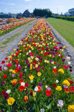 Canlı laleler, baharın güzelliğini kutlamak için Hollanda 'da renkli bir manzara yaratıyor.