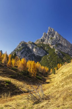 Dolomitler 'de sonbahar manzarası. Arkasında altın tarla ağaçları ve Cinque Torri tepeleri var.