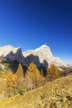 Sonbaharda Dolomitlerin yüksek tepelerinin altında parlayan altın tarla ağaçları, Cortina d 'Ampezzo, İtalya