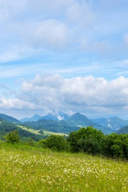Slovakya 'da, bulutlu bir gökyüzünün altındaki Pieniny Dağları manzaralı bir çayırda açan kır çiçekleri.