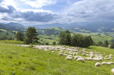 Koyunlar yemyeşil bir çayırda huzur içinde otluyor. Yuvarlanan tepeler ve Slovakya 'nın arka planında bulutlu bir gökyüzü var.