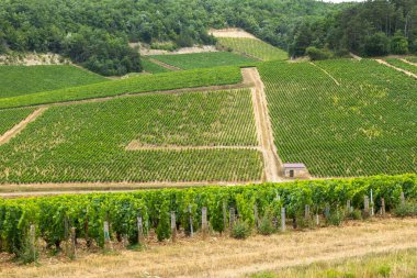 Bourgogne, Fransa 'da kayan tepeleri kaplayan yemyeşil üzüm bağları manzaralı bir manzara yaratıyor.