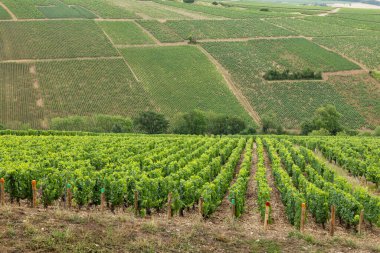 Şok edici üzüm bağları Chablis, Bourgogne, Fransa 'da güneşleniyor.