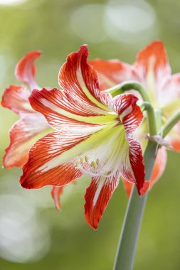 Kırmızı ve beyaz bir Amarillis çiçeğinin, sapında bulanık yeşil bir arka planla çiçek açması.