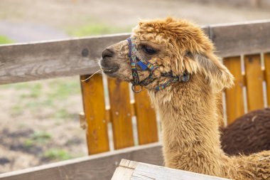 Kahverengi alpaka renkli bir halat takıyor Çekoslovakya Chvalovice 'de ahşap bir muhafazada saman yiyor.