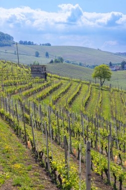 Bereketli üzüm bağları Novello, Piedmont, İtalya 'nın yumuşak yamaçlarına uzanır, parlak mavi gökyüzünün altında.