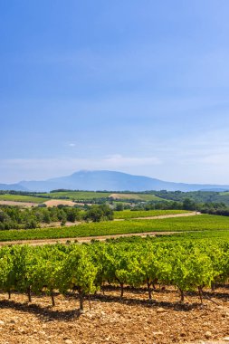 Fransız kırsalında gelişen üzüm bağlarının manzaralı manzarasında Mont Ventoux görkemli bir zemin hazırlıyor.