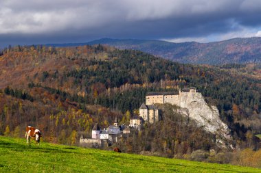 Slovakya 'da sonbahar mevsiminde ortaçağ Oravsky Şatosu manzaralı çayırlarda otlayan inekler