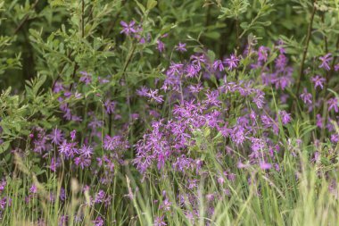 Lutowiska, Podkarpackie Voyvodeship, Polonya 'da yeşil çimlerin arasında yetişen yırtık bülbül çiçekleri