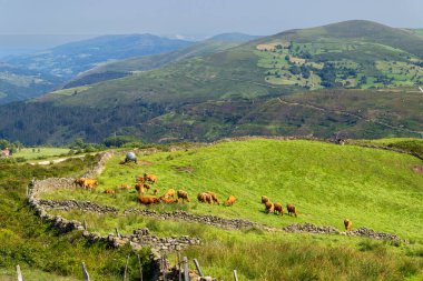İspanya 'daki manzaralı dağ manzarasında yeşil çayırlarda otlayan kahverengi inekler