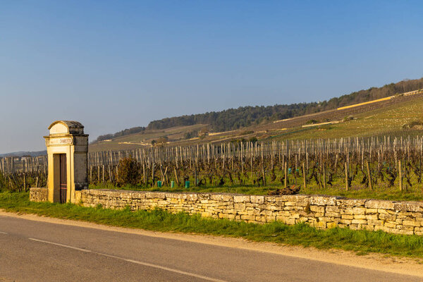 Виноградник Chambertin Clos de Beze Grand Cru в Gevrey Chambertin, Burgundy, Франция, с виноградниками, дорогами и шипами