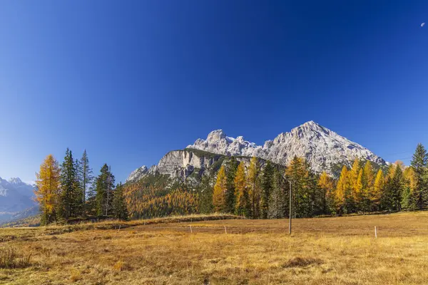 Dolomitlerde sonbahar manzarası. Açık mavi gökyüzünün altında Tre Cime di Lavaredo tepeleri ve renkli karaçam ağaçları var.