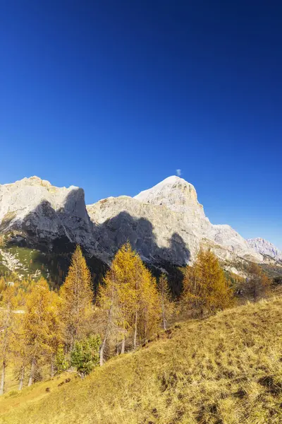 Sonbaharda Dolomitlerin yüksek tepelerinin altında parlayan altın tarla ağaçları, Cortina d 'Ampezzo, İtalya