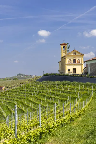 Arka planda Dogliani, Piedmont, İtalya 'da bulunan güzel bir üzüm bağı manzarası.