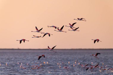 Flamingo sürüsü gün batımında Camargue 'de bir göletin üzerinde uçuyor, diğer flamingolar suda yüzüyorlar.