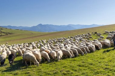 Slovakya 'nın Bobrovec kentindeki yeşil çayırlarda çoban sürüsü otluyor.