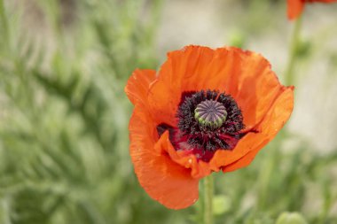 Çekoslovakya 'nın başkenti Landstejnem' de kırmızı haşhaş çiçeği açıyor.