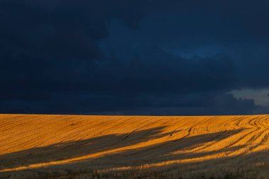 Provence, Fransa 'da altın tarlaları ve fırtınalı bulutlarla dramatik manzara