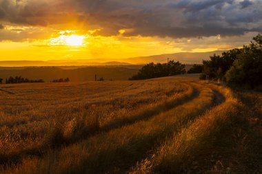 Fransa 'nın Provence şehrinde gün batımında altın buğday tarlasından geçen toprak yolun manzarası.
