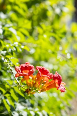 Le Poet Sigillat, Drome, Fransa 'daki bir bahçede açan trompet sarmaşığı çiçeklerine yakın