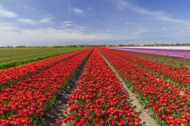Hillegom 'da mavi gökyüzünün altında açan canlı kırmızı, mor ve yeşil laleler.
