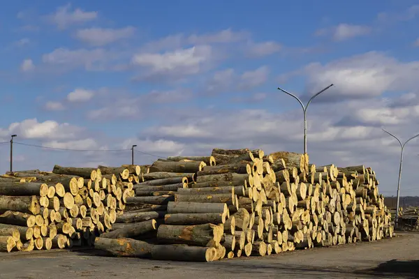 Büyük miktarda hasat edilmiş kereste, odun endüstrisi için doğal kaynak.