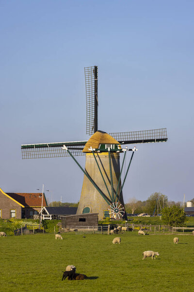 Историческая голландская ветряная мельница в окружении зеленых пастбищ и пасущихся овец под голубым небом
