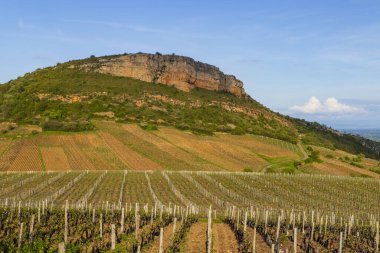 Yuvarlanan üzüm bağı çizgileri, berrak mavi gökyüzünün altındaki Solutre Kayası 'na çıkıyor.