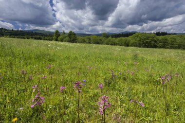 Lutowiska 'da kır çiçekleriyle yeşil çayır, Podkarpackie Voyvodeship, Polonya, bulutlu bir gökyüzünün altında
