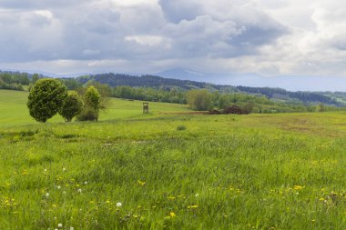 Uzak ağaçları, dağları olan yeşil çimen tarlası ve bulutlu bir gökyüzünün altında bir av körü.