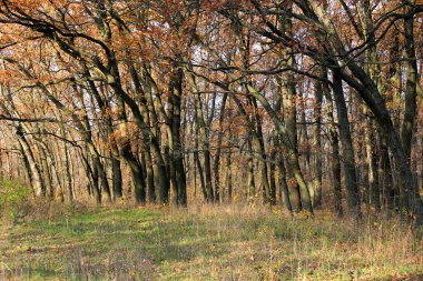 Aok ağaçlı sonbahar ormanı