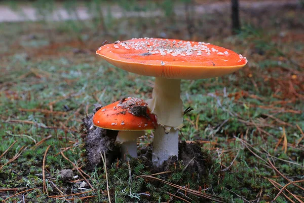 Fly Agaric Autumn Fores — Stock Photo, Image