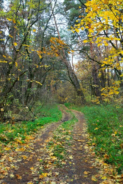 秋天森林里的小径风景 — 图库照片