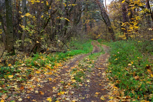 Пейзаж Дорожкой Осеннем Лесу — стоковое фото