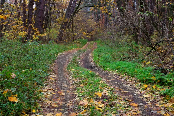 Осенняя Сцена Тропой Диком Лесу — стоковое фото
