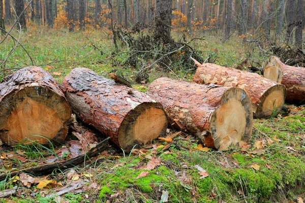 Покласти Дерев Яні Колоди Осінньому Лісі — стокове фото
