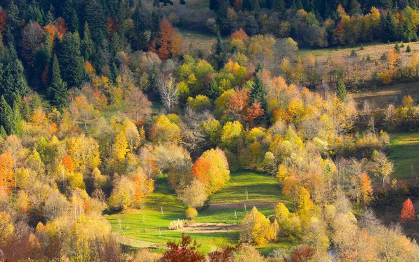 山の中で素晴らしい秋の森 ウクライナでそれを取る — ストック写真