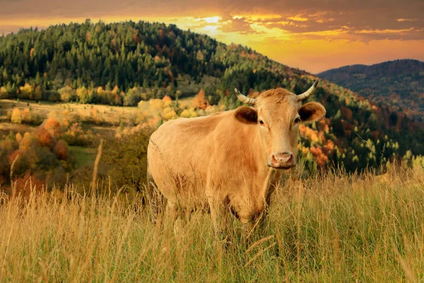 Vtipná Kráva Horské Pastvině Večerním Světle — Stock fotografie