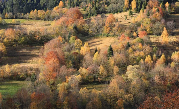 Pěkný Podzimní Les Horách Vezměte Ukrajině — Stock fotografie
