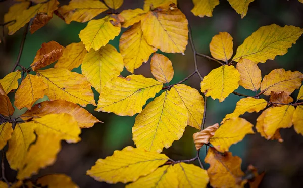 Beech Tree Branch Autumn Leaves — Stock Photo, Image