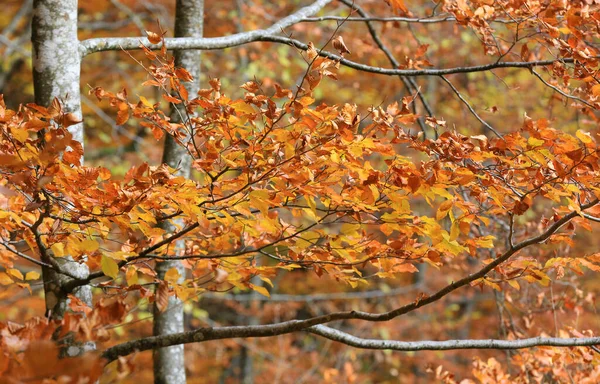 Schöne Herbstbuche Mit Hellem Laub Auf Zweigen — Stockfoto