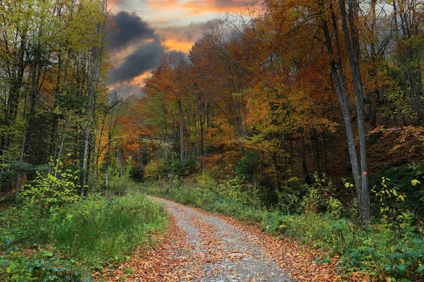 秋の森の中で未舗装の道路と風景 ウクライナでそれを取る — ストック写真