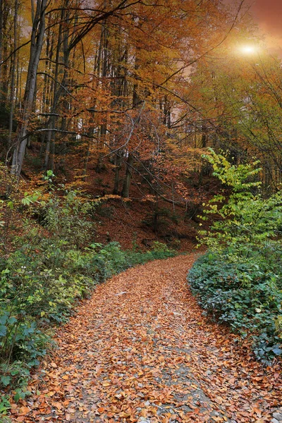落日时分的秋天森林景观 — 图库照片