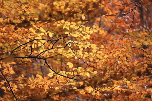 Szép Őszi Levelek Bükkfán Erdőben — Stock Fotó