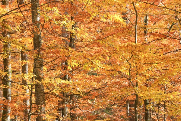Красивые Осенние Буковые Деревья Лесу Возьмем Украину — стоковое фото
