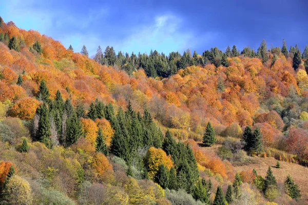 カルパティアの山の斜面にある秋の森を眺め ウクライナでそれを取る — ストック写真