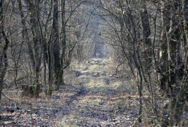 landscape with wild road in leafless forest