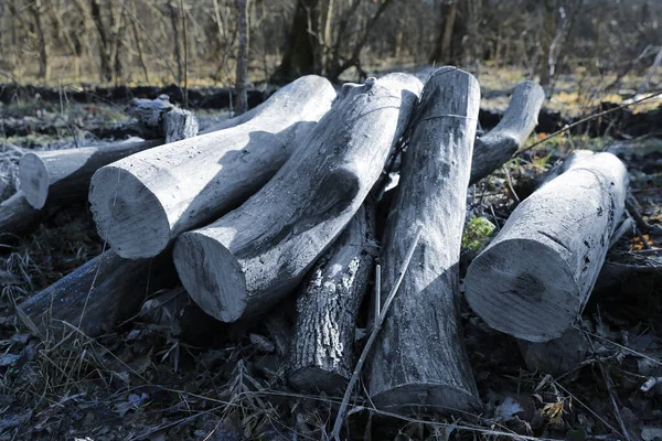 old wooden frozen logs in forest
