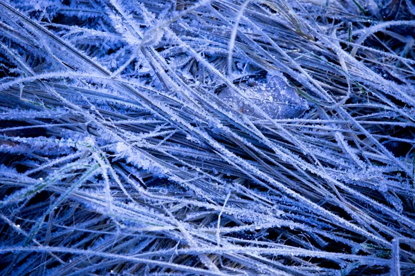 frozen grass on medow - abstract natural background